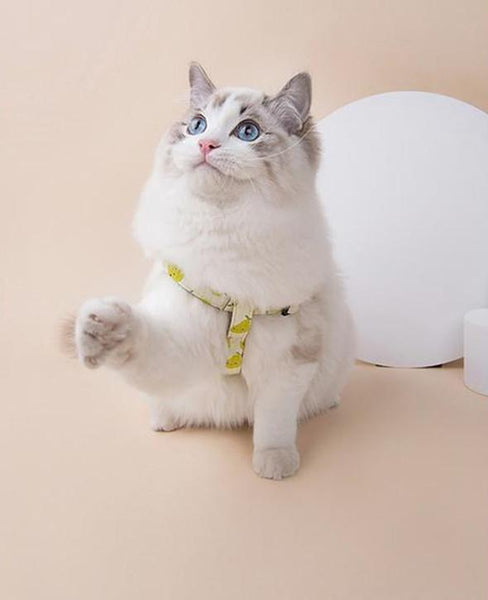 Fruit Style Pet Harness - happyandpolly